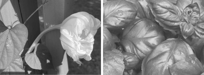 two greyscale photos, one of a wilting moonflower blossom and leaves against a post, and another close-up of bountiful basil leaves