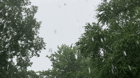 gif looking up at trees and sky during rainstorm, raindrops cascading down