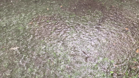 gif of flooded grassy area in rainstorm, substantial puddle rippling with rainfall
