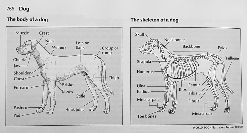 greyscale photo of an encyclopedia entry for "Dog" - there are two images, one labeled "The body of a dog" and the other "The skeleton of a dog." the body image shows a dog in profile with body parts such as muzzle, loin or flank, and thigh labeled. the skeleton image shows the same dog as a skeleton with parts such as skull, humerus, and tailbone labeled. at the bottom it is credited World Book Illustrations by Jean Helmer.