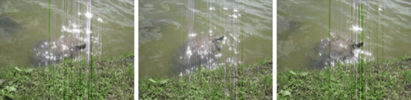 three snapshots of a turtle swimming at the bank of a pond. the quality is poor and there is a glitching effect including lines and sparkles