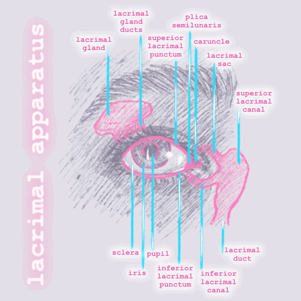 an animated anatomical diagram drawing of the lacrimal apparatus in lavender, pink, and light blue. labels point with tear-like streams to various parts of the eye and system behind it