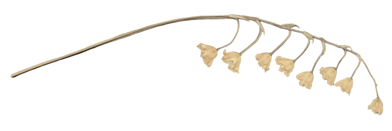 a photo with a transparent background of a pressed lily of the valley flower